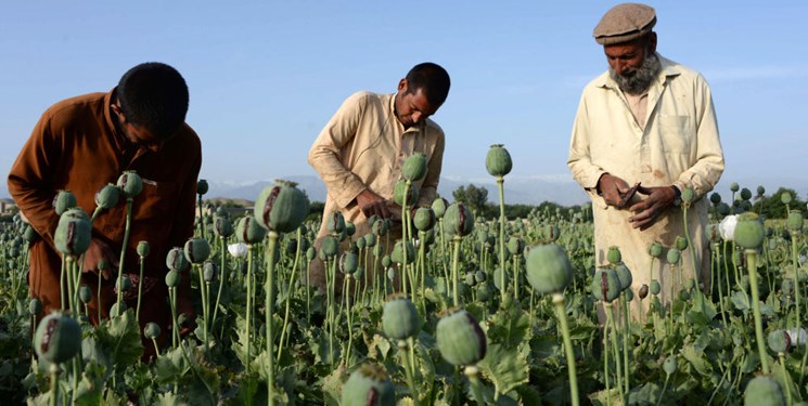 نقش «سیا» در تولید و قاچاق مواد مخدر در افغانستان